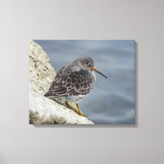 Purple Sandpiper Canvas Print