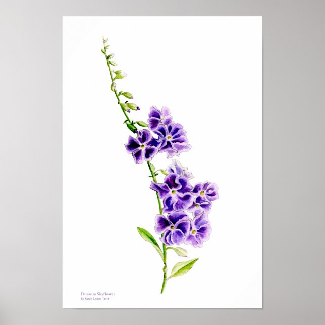 Purple skyflower botanical art by Sarah Trett Poster (Front)