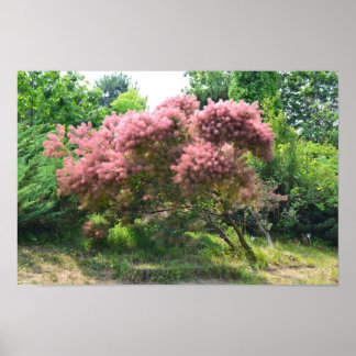 Purple Smoke Tree Poster
