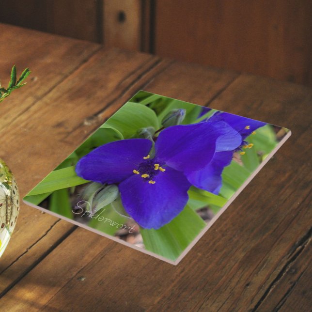 Purple Spiderwort Flower Floral Tile (In Situ)