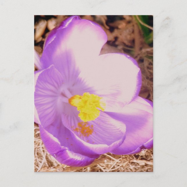 Purple Spring Crocus Postcard (Front)