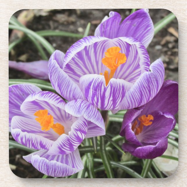 Purple Spring Crocuses. Coaster (Front)