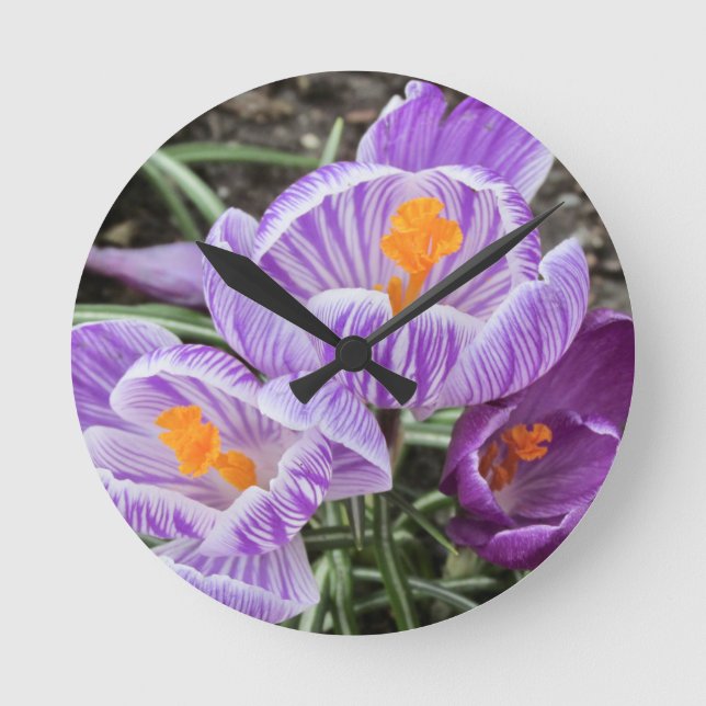 Purple Spring Crocuses. Round Clock (Front)