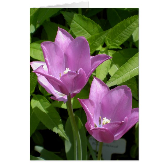 Purple Spring Flowers Customizable Borderless Card (Front)