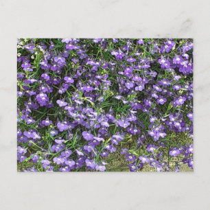 Purple Spring Flowers Postcard