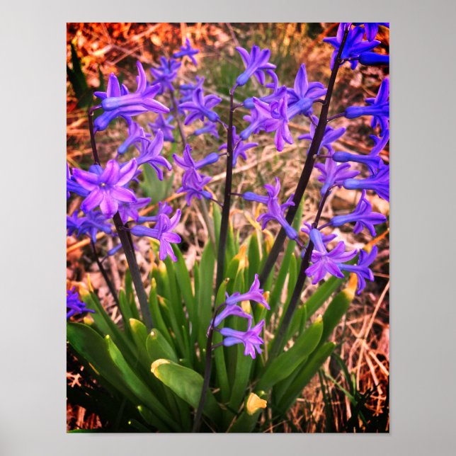 Purple Spring Flowers Poster (Front)