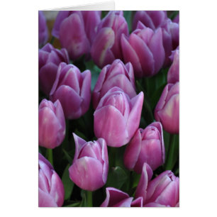 Purple spring tulips