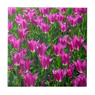 Purple spring tulips tile