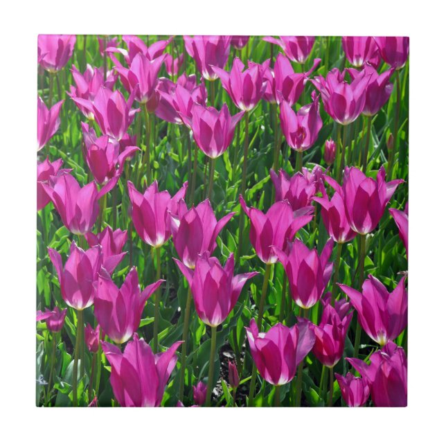 Purple spring tulips tile (Front)