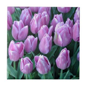 Purple spring tulips tile