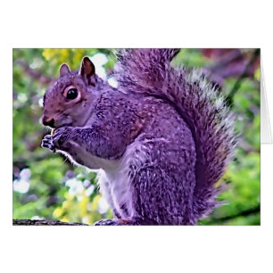 Purple Squirrel