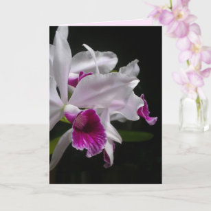 Purple-stained Laelia Orchids Card