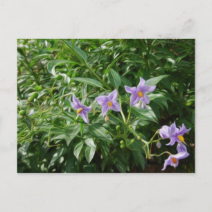 Purple star flowers postcard