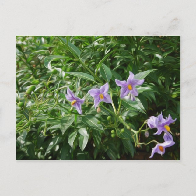 Purple star flowers postcard (Front)
