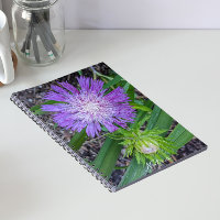 Purple Stoke's Aster Floral