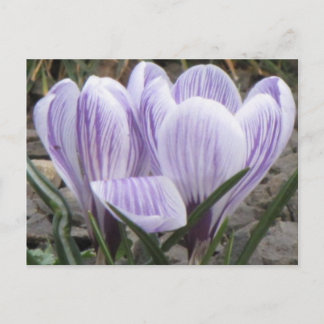 Purple Striped Crocuses Postcard