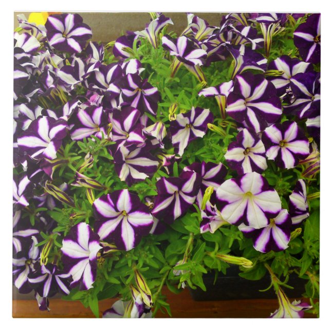 Purple Striped Petunia Tile (Front)