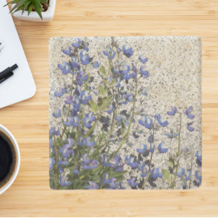 Purple Subalpine Lupine and Rock Floral Stone Coaster
