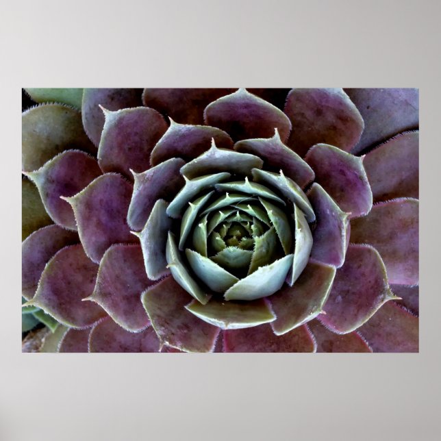 Purple Succulent Close-Up Poster (Front)