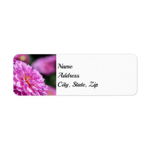 Purple Summer Dahlia Address