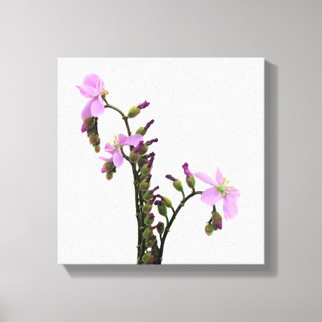 Purple Sundew Flowers Canvas Print (Front)