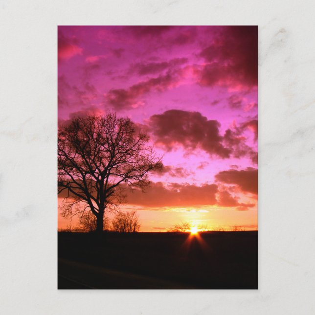 Purple Sunset Postcard (Front)