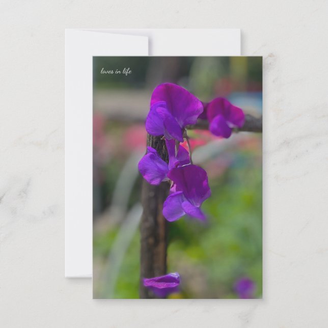 Purple Sweet Pea Card (Front)