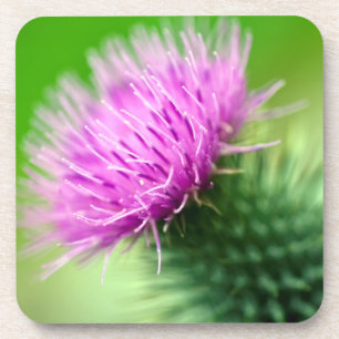 Purple Thistle Coaster