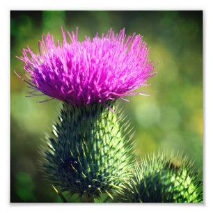 Purple Thistle Flower Close Up 8x8 Photo Print