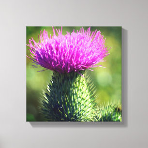 Purple Thistle Flower Close Up Canvas Print