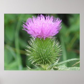 Purple Thistle Poster