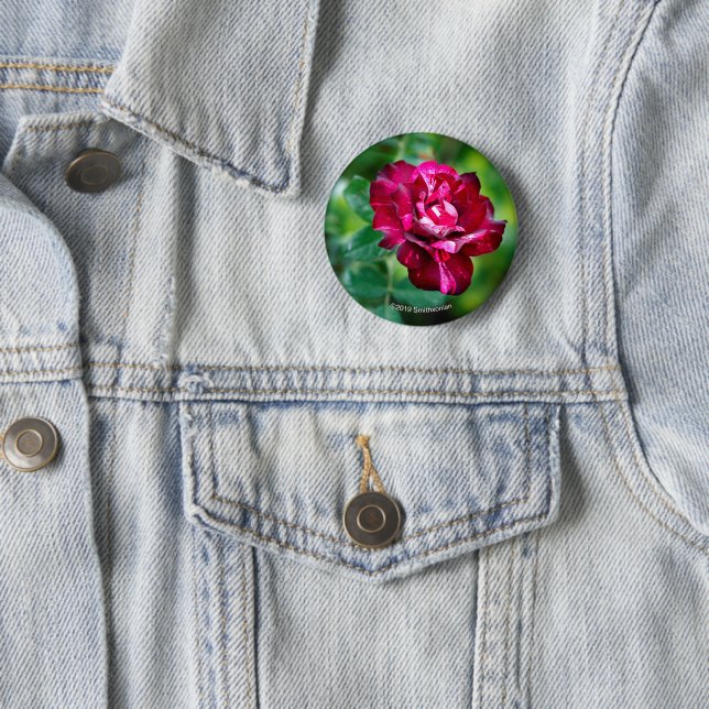 Purple Tiger Rose 2 Inch Round Button (In Situ)