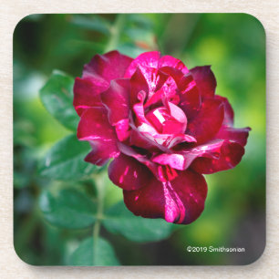 Purple Tiger Rose Coaster
