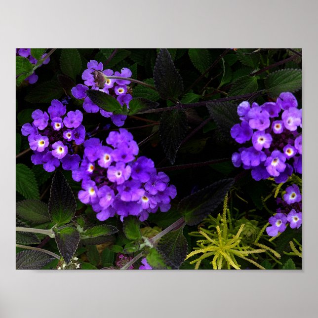 Purple Trailing Lantana #1 Poster (Front)