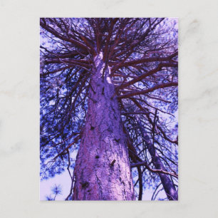 Purple Tree Postcard