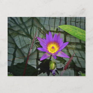 Purple Tropical Water Lily Postcard