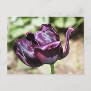 PURPLE TULIP POSTCARD