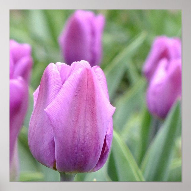 Purple Tulip Poster (Front)