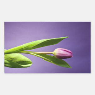 Purple tulip sticker