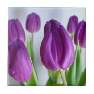 Purple Tulip Tile