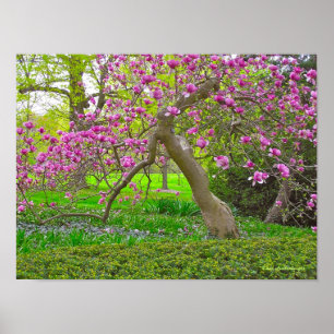 "PURPLE TULIP TREE IN SPRING" (PHOTOG) POSTER