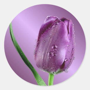 purple tulip with raindrops classic round sticker