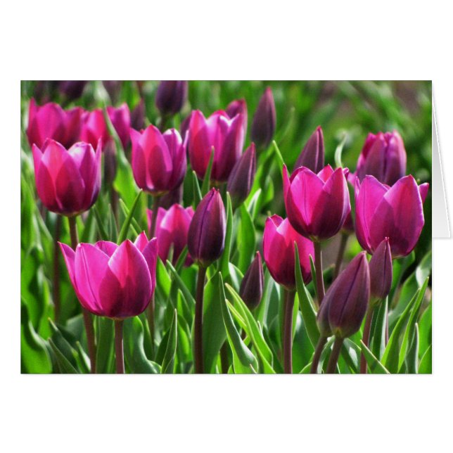 Purple Tulips (Front Horizontal)