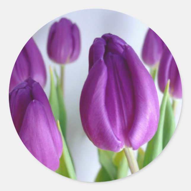 Purple Tulips Classic Round Sticker (Front)