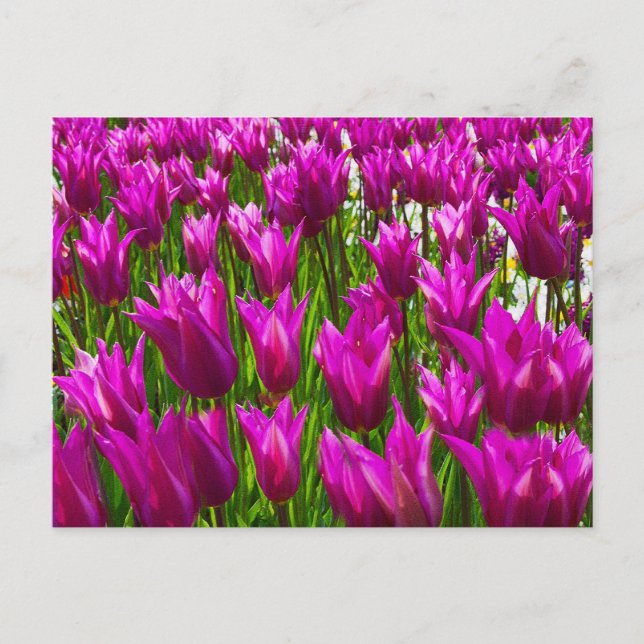 Purple Tulips in Keukenhof, Holland  Wall Postcard (Front)