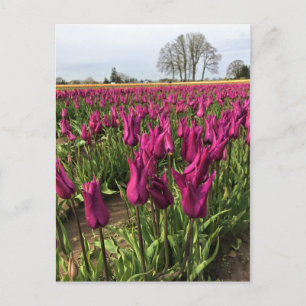 Purple Tulips in the Field Postcard