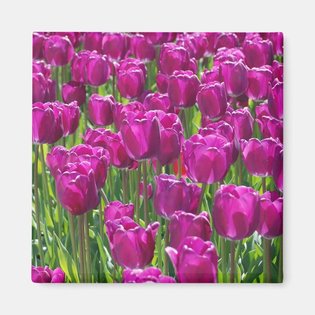 Purple Tulips Magnet (Front)
