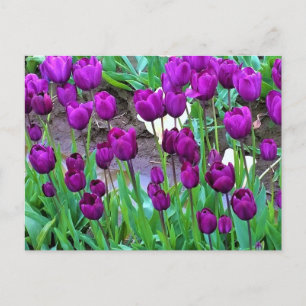 Purple Tulips, Oregon Postcard