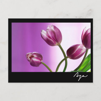 purple tulips postcard
