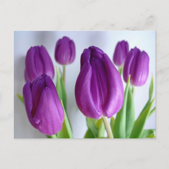 Purple Tulips Postcard (Front)